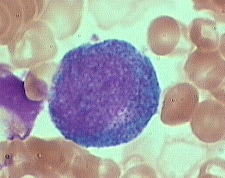 Promyelocyte